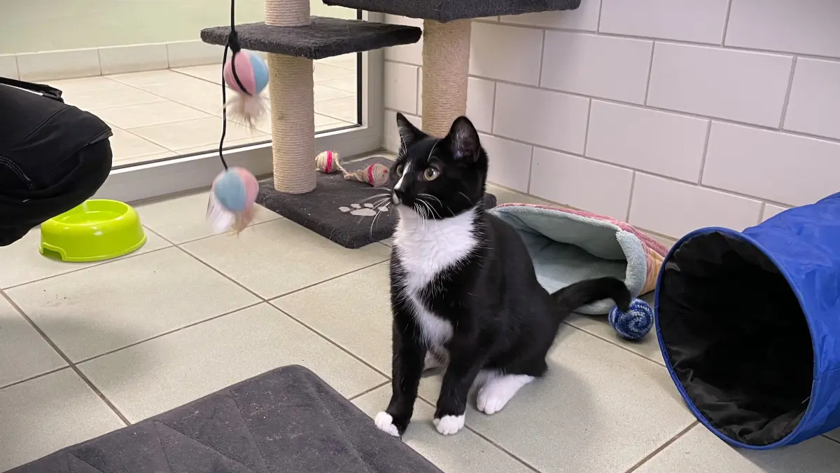 Noch nicht ganz ein halbes Jahr alt, und bis dato wohl übersehen im Tierheim Märkisch Buchholz, wartet Kater Hubert auf die Gelegenheit, große Abenteuer zu erleben.