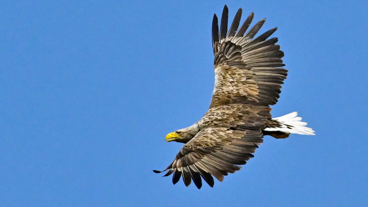 Seeadler (Haliaeetus albicilla)