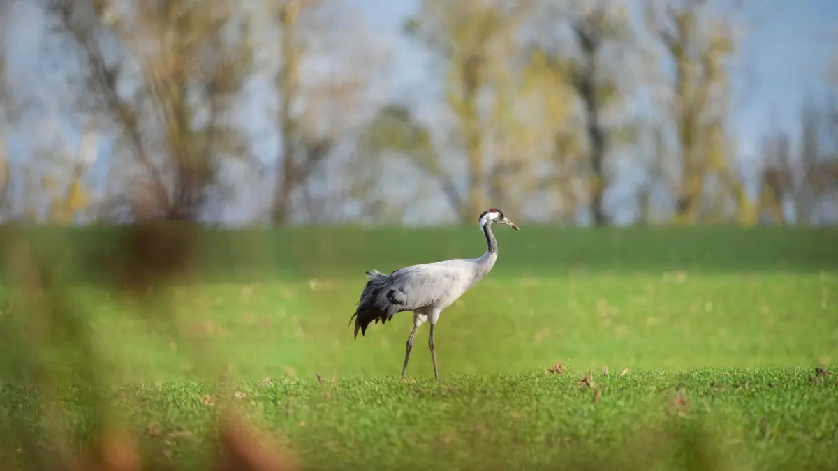 Weitere Entwicklung der Vogelgrippe in Brandenburg: 30.10.2025, Brandenburg, Fehrbellin/ Ot Linum: Ein Kranich steht am Ortsrand von Linum auf einem grünen Feld. Brandenburgs Landwirtschaftsministerin Mittelstädt (SPD) und Staatssekretär Nickisch hatten sich am Vormittag vor Ort über die aktuelle Situation bei der Vogelgrippe im Linumer Bruch informiert. Foto: Sören Stache/dpa +++ dpa-Bildfunk +++