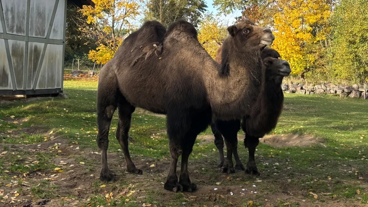 Im Tierpark Angermünde haben die imposanten Kamele ein großzügiges Freigehege direkt am Spielplatz. Hier sind von den Besuchern gut zu beobachten.