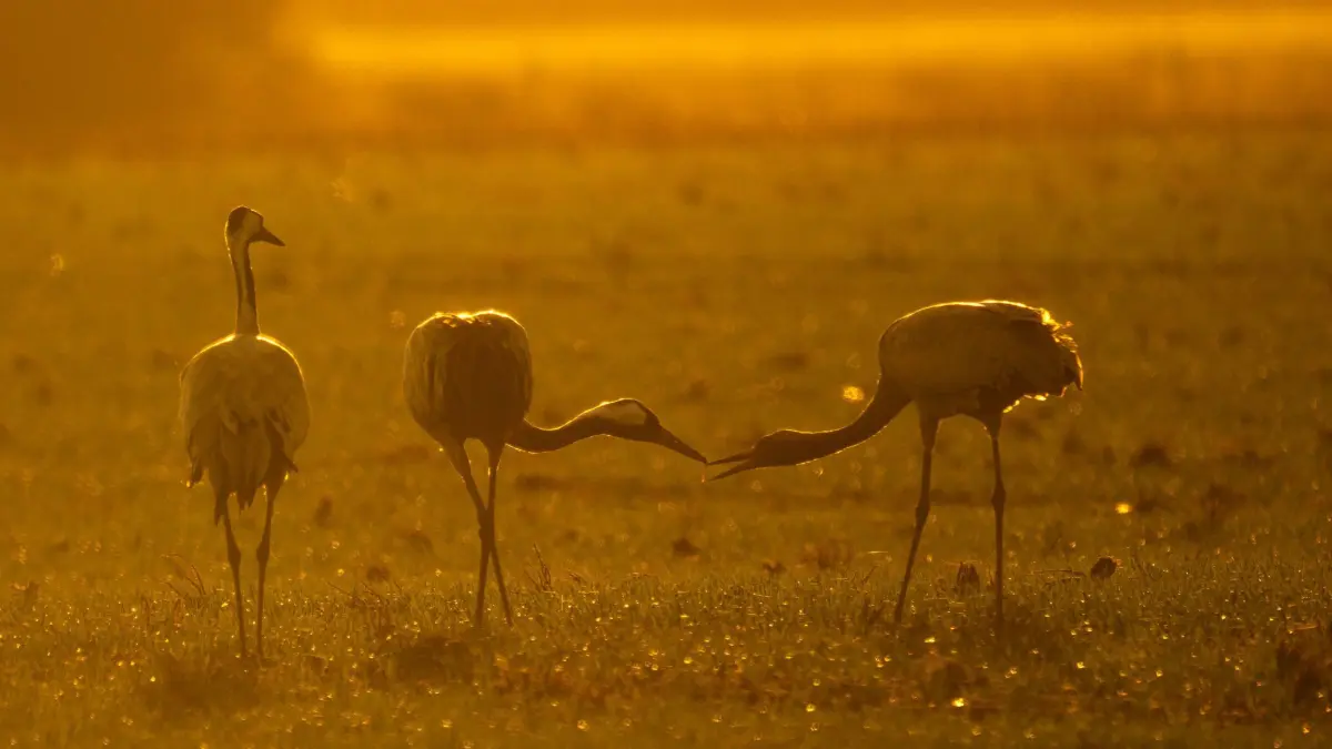 Vogelgrippe in Niedersachsen - Kraniche