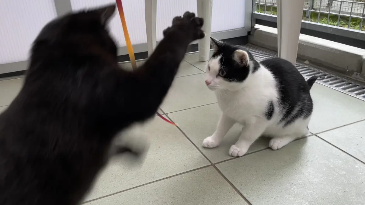 Keine Angst, Katerchen Leon hat von seinem Kater-Kumpel Kevin nichts zu befürchten. Kevin spielt nur. Im Tierheim Märkisch Buchholz lernt Kater Leon von ihm, den Menschen zu vertrauen.