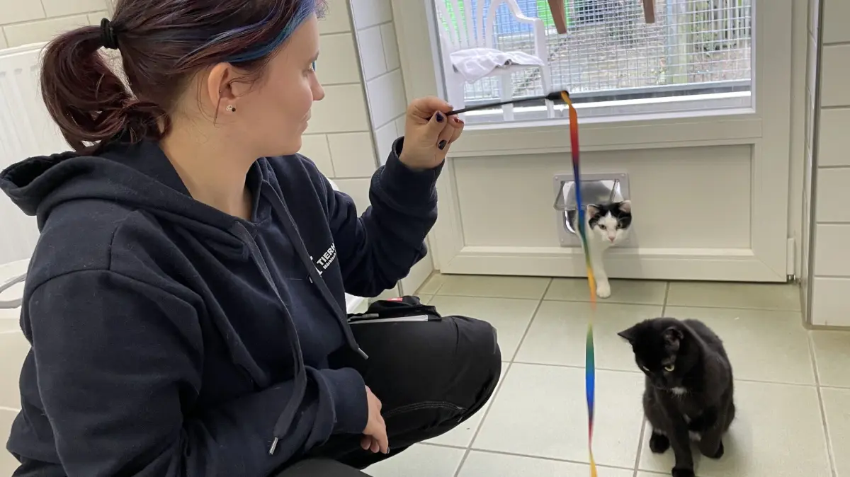 Neugierig beobachtet Kater Leon durch die Katzenluke, was sein mutiger Katzenkumpel Kevin da mit der angehenden Tierpflegerin Celina Kirchner anstellt.