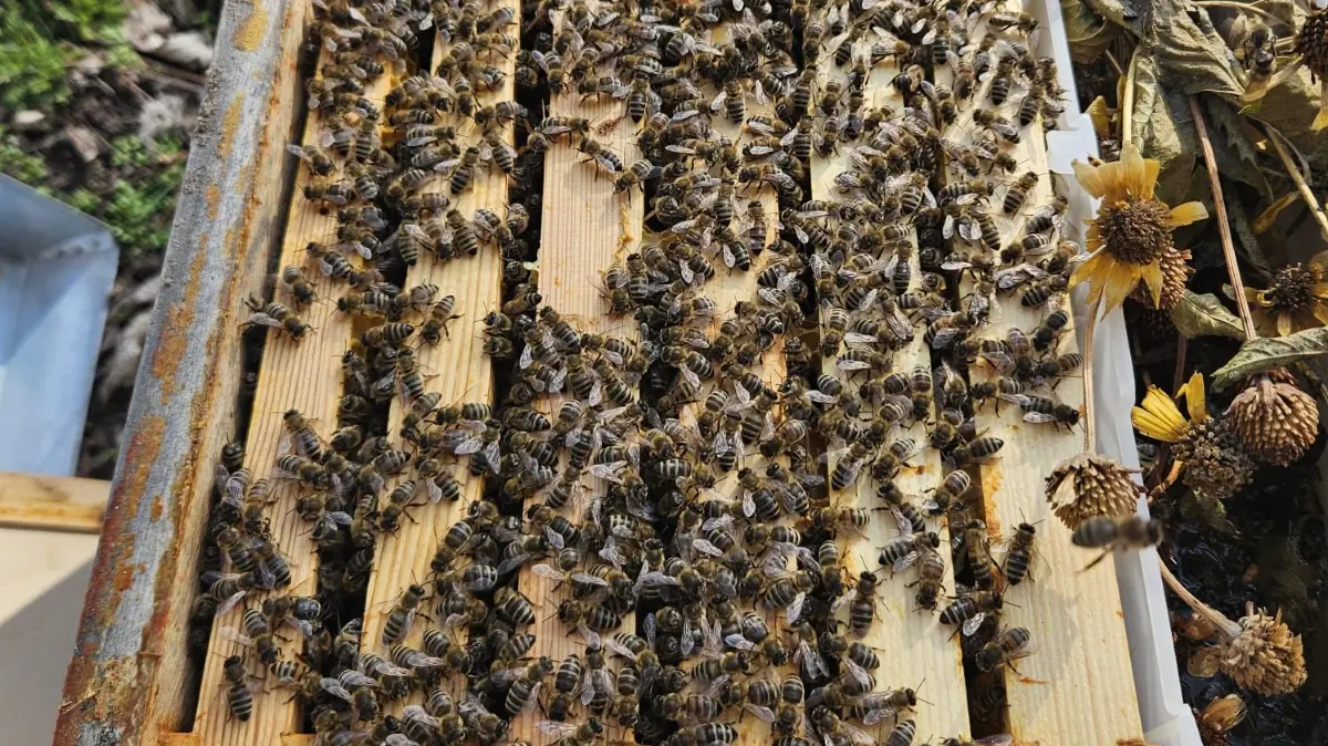 Bienen an der Gesamtschule Zepernick, Oktober 2025
