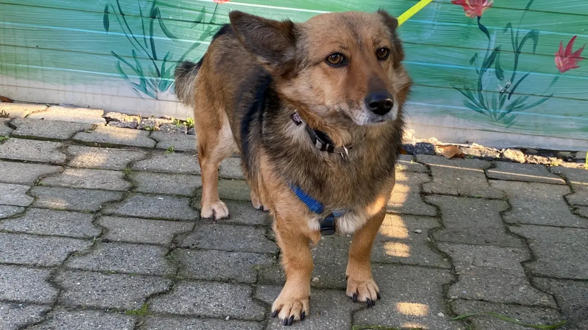 Mag es eher ruhig: der vierjährige Mischlingshund Lena. Die Hündin ist im Tierheim an der Oderlandstraße in Eisenhüttenstadt untergebracht.