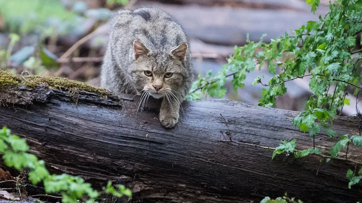Eine Wildkatze läuft im Wildparadies Tripsdrill über einen Stamm. (zu dpa: «Überschrift: Das Land will mit Trüffelbäumen die Europäische Wildkatze anlocken») +++ dpa-Bildfunk +++