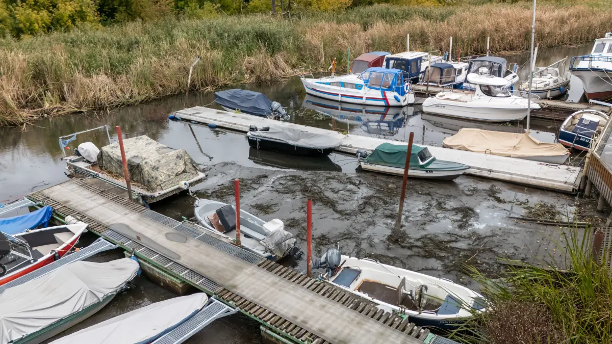 Der Holzhafen in Schwedt kämpft um seine Existenz. Schilf und und Schlamm stellen seit Jahren ein zunehmendes Problem im Hafen dar.ault