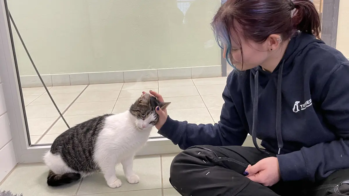 Kater Teddy braucht einen Moment, aber dann kann er gar nicht genug von den Streicheleinheiten der angehenden Tierpflegerin Celina Kirchner bekommen.
