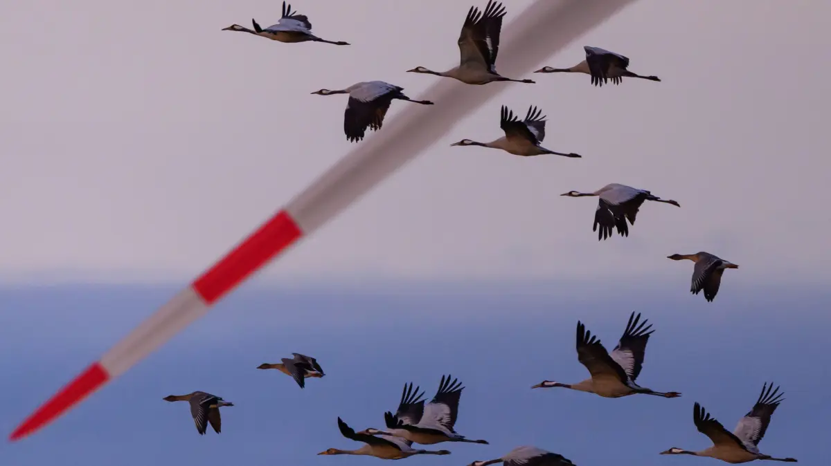 Kraniche fliegen am Himmel vor einer Windenergieanlage vorbei. Die Ausbreitung der Geflügelpest in Deutschland ist nach Einschätzung des Friedrich-Loeffler-Instituts (FLI) bereits vergleichbar mit den Dimensionen des bisherigen Rekordjahres 2021. Die Zahl der im Referenzlabor des Instituts registrierten Infektionsfälle sei bereits höher als zum gleichen Zeitpunkt des Jahres 2021. Zugvögel sind nach Angaben der Fachleute Überträger der Geflügelpest, die bei vielen Vogel- und Geflügelarten häufig tödlich verläuft. +++ dpa-Bildfunk +++