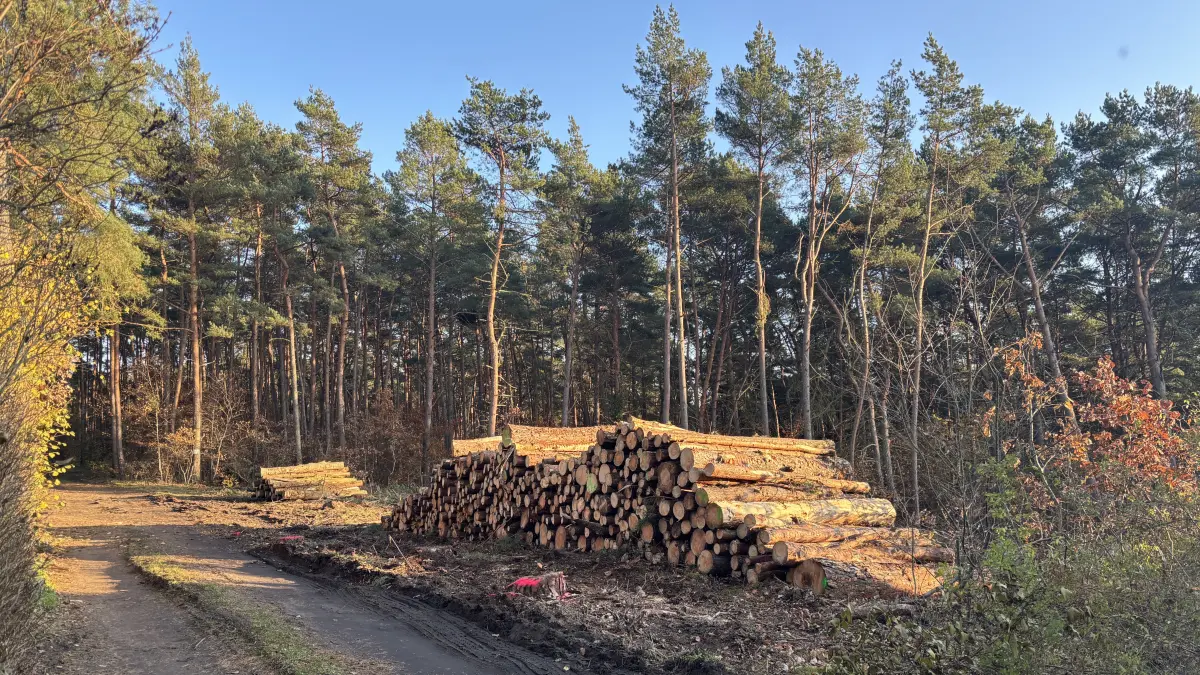 Ein Baumstammstapel in Britz wirft Fragen auf. Das Forstaufsichtsamt im Barnim gibt Antworten.