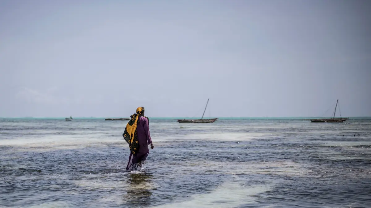 A seaweed farmer walks toward her farm off the coast of Jambiani on October 25, 2025. Around 10 a.m. each day, women in hijabs and loose dresses wade through the shallow tides off Zanzibar's Jambiani village to tend their coral sponge farms -- a new lifeline after climate change upended their former work at sea.
Rising ocean temperatures, overfishing and pollution have steadily degraded marine ecosystems, eroding the main source of livelihood for many on the island, where 26 percent of its 1.9 million people live below the poverty line.
From the shore, black sticks jut out of the turquoise Indian Ocean, but as you move closer, rows of hanging lines attached to them come into view -- each strung with coral sponges and marked by farmers who identify their plots by columns. (Photo by MARCO LONGARI / AFP)