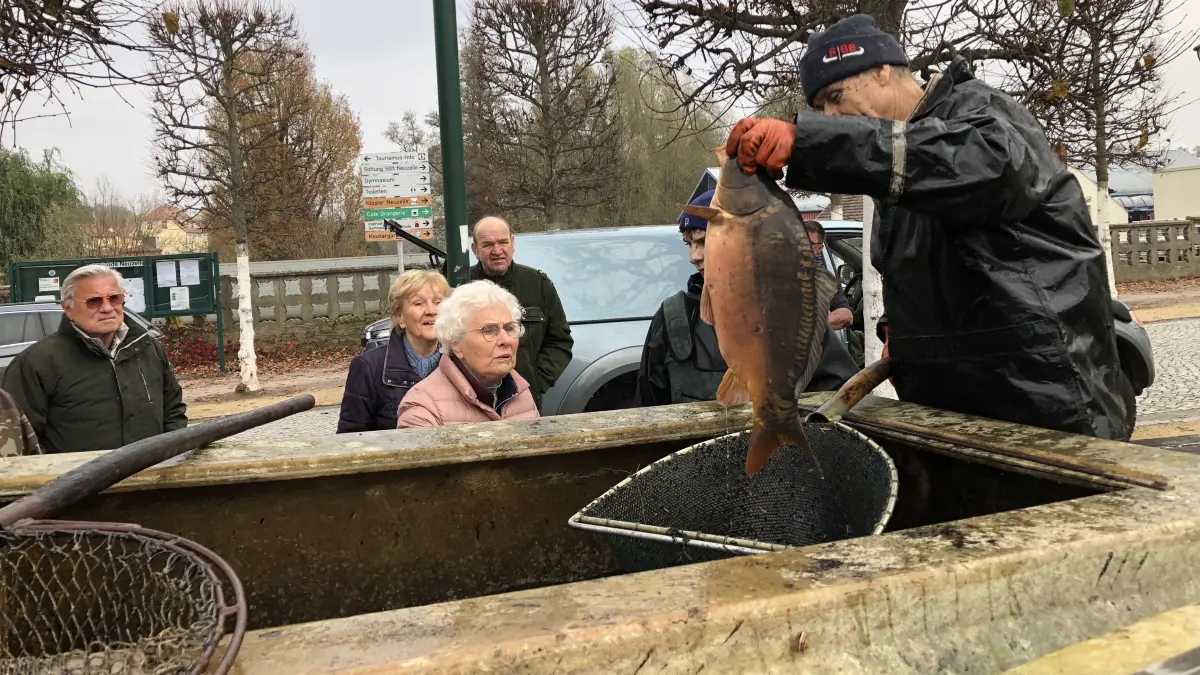 Abfischen am Neuzeller Klosterteich in einem früheren Jahr.