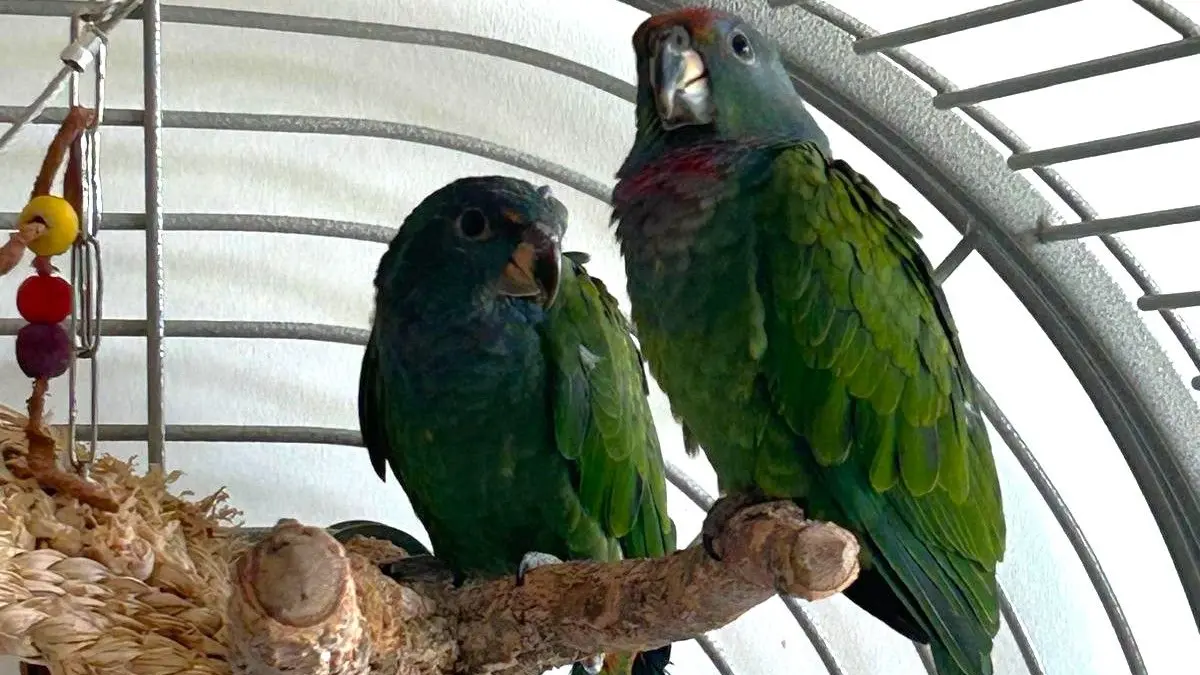 Die beiden jungen Schwarzohrpapageien Freya und Artemnis sind seit Ende Oktober verschwunden. Die Suche nach den seltenen Papageien verläuft bislang ergebnislos. Jetzt naht der Winter.