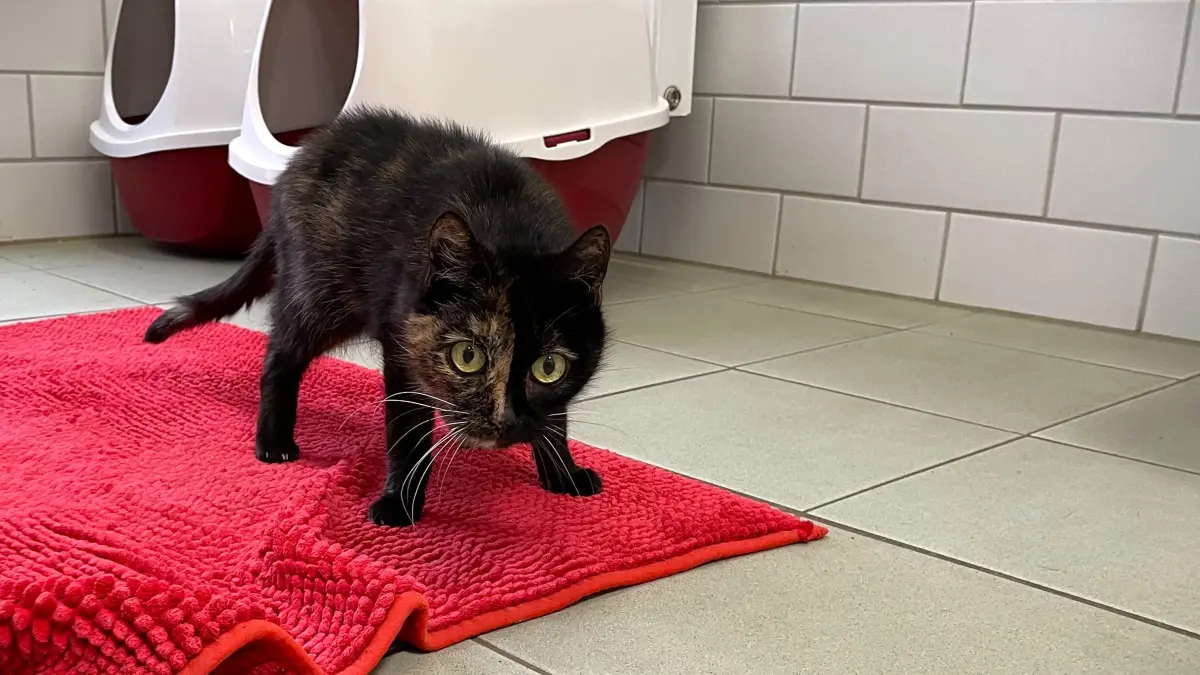 Ihren Namen Hübsche macht sie immer noch alle Ehre, meint die stellvertretende Tierheimleiterin in Märkisch Buchholz, Denise Möbius.