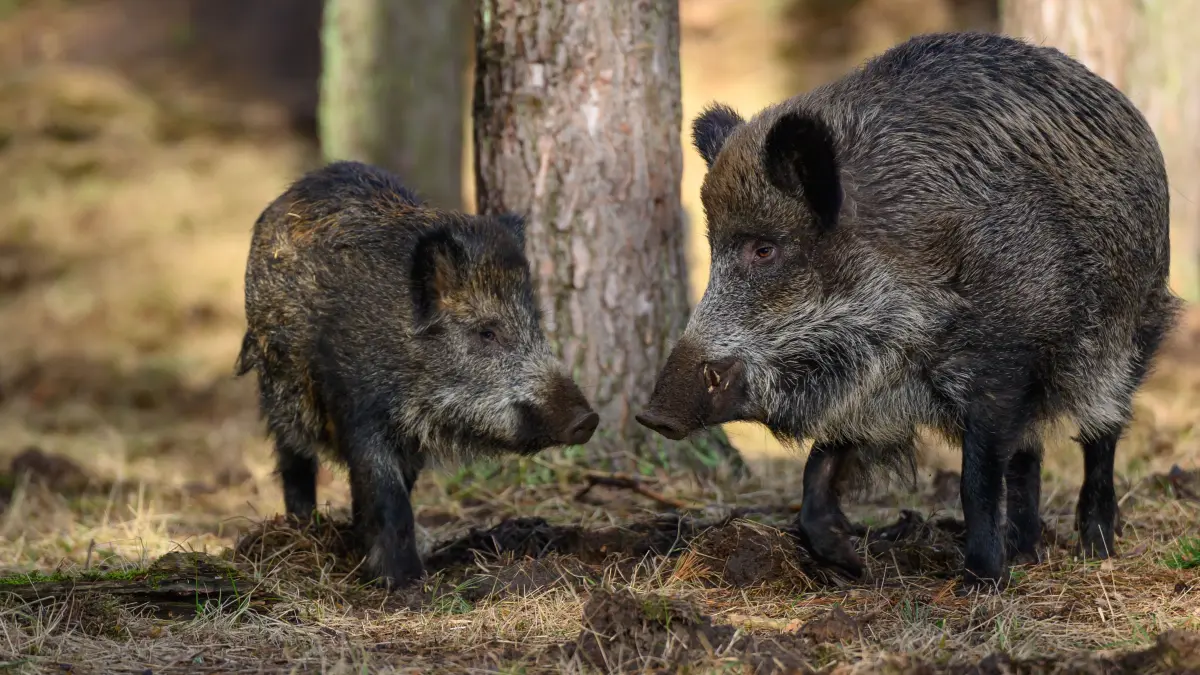 Wildschweine, aufgenommen in einem Gehege im Wildpark Schorfheide. (zu dpa: «Schweinepest in NRW: Knapp 80 Fälle und nur im Sperrgebiet») +++ dpa-Bildfunk +++