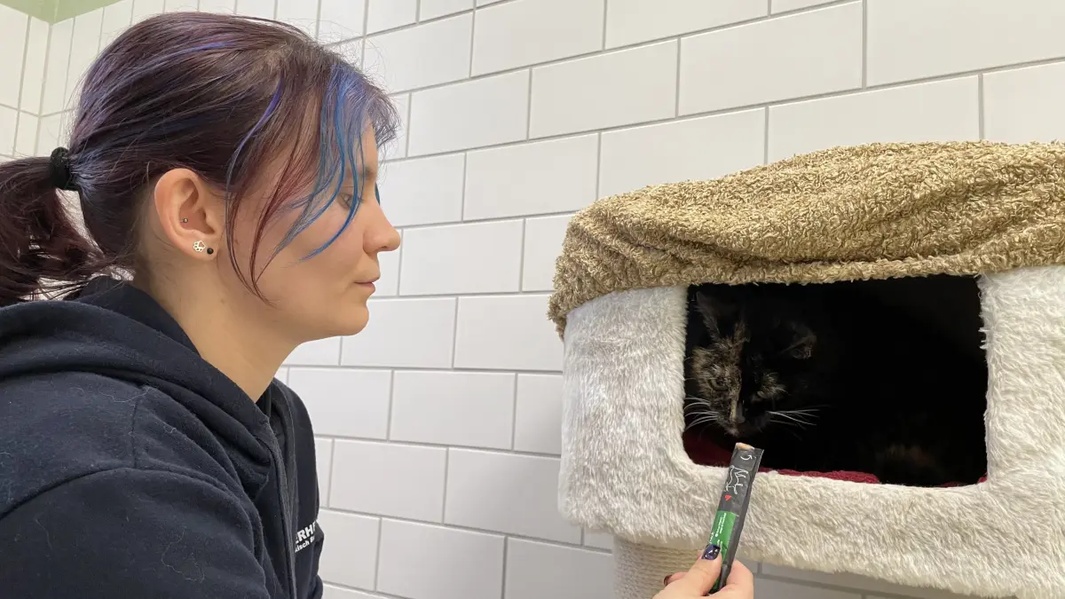 „Mademoiselle“ nennt die angehende Tierpflegerin Celina Kirchner „Samtpfoten-Diva“ Hübsche. Ihren Kopf hat die Katze für sich, bevor sie sich blicken lässt, will sie gelockt werden.