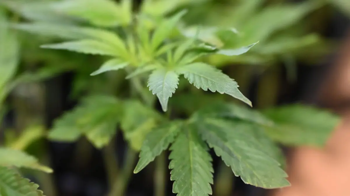 Cannabis: SYMBOLBILD - 19.06.2025, Berlin: Eine Cannabis-Pflanze wird als Setzling auf der Cannabis-Messe Mary Jane ausgestellt. (zu dpa: «Tschechien: Drogenpilot muss ins Gefängnis») Foto: Michael Brandt/dpa +++ dpa-Bildfunk +++