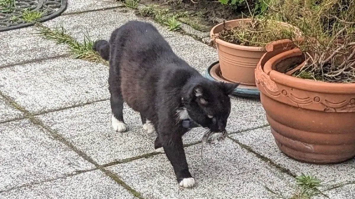 Gefährdete Freigänger: Dieser Kater hat gerade eine Maus gefangen. Das Beutetie kann Parasiten übetragen wie den Katzenlungenwurm