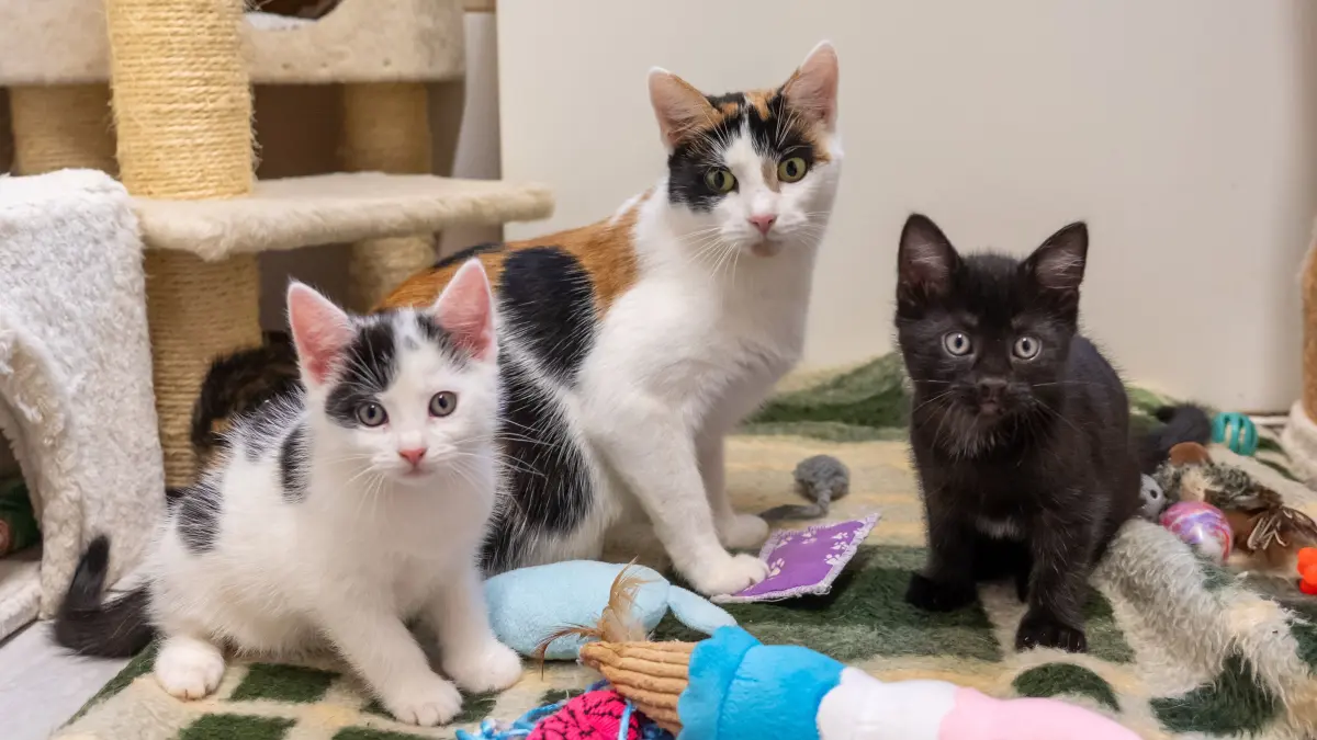 Tierheim Schwedt: Schwedt, 19.11.2025: Für Katze Xenia und ihre zwei Kitten suchen die Mitarbeiter des Tierheim Schwedt ein liebevolles Zuhause.