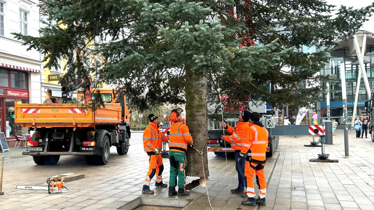 Tanne in der Schwebe: Mitarbeiter des Bauhofs der Stadt Eberswalde schieben den Weihnachtsbaum zu seiner Verankerung auf dem Marktplatz. Etwa 1,50 Meter tief wird der Stamm befestigt.