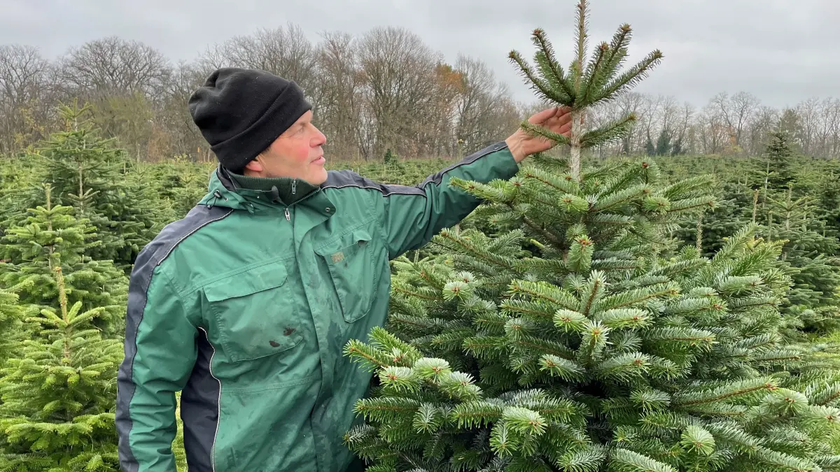 Matthäus Schubert von der Gärtnerei Schubert mit einem Weihnachtsbaum, Weihnachtsbaumplantage, Weihnachtsbäume zum selbst schneiden