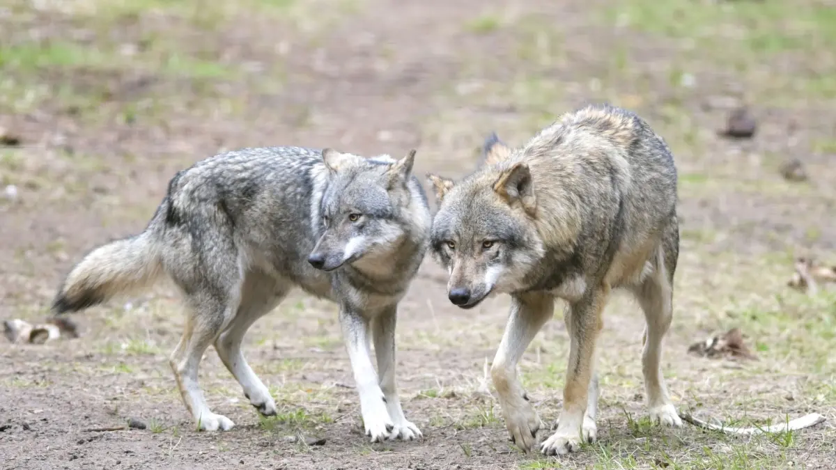 Wölfe: ARCHIV - 15.04.2021, Brandenburg, Schorfheide/Ot Groß Schönebeck: Wölfe laufen im Wildpark Schorfheide durchs Gehege. (zu dpa: «Brandenburg will keine Quotenjagd auf den Wolf») Foto: Soeren Stache/dpa-Zentralbild/dpa +++ dpa-Bildfunk +++