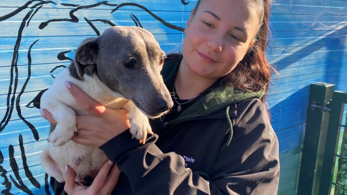 Ist sowohl für Anfänger als auch für junge Familien geeignet: die vierjährige Elisa. Tierheimleiterin Alina Thiele hat den reinrassigen Jack Russel auf den Arm genommen.