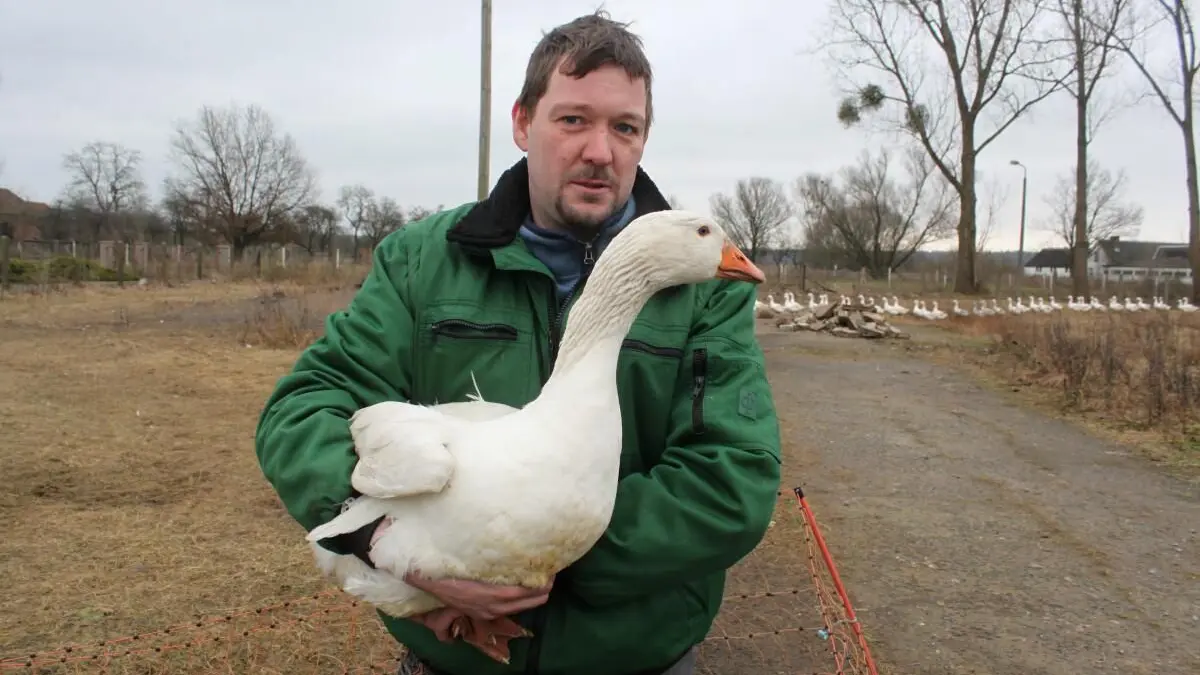 Geflügelhof Marco Grawe gibt wegen der Vogelgrippe auf und schließt seinen Schlachtbetrieb