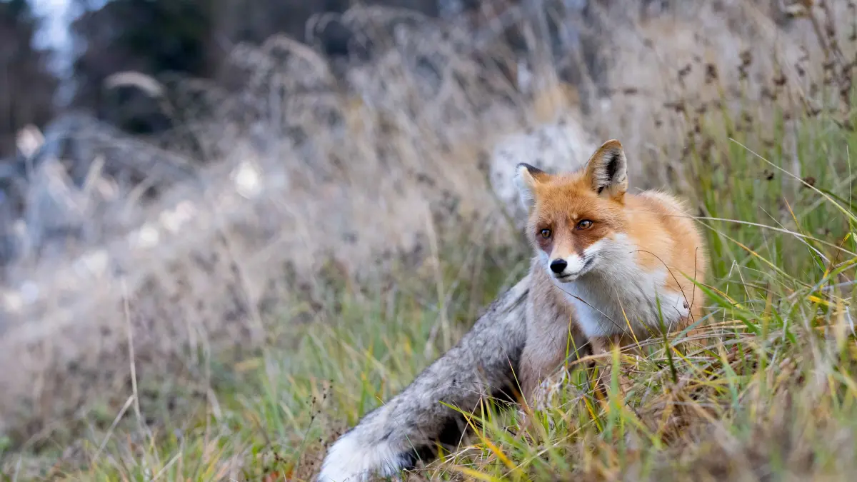 Fox on the Run: Ein Fuchs im Krasnaja Poljana Resort nahe Sotschi: RUSSIA, SOCHI - NOVEMBER 8, 2025: A fox is seen at the Krasnaya Polyana resort. Dmitry Feoktistov/TASS / action press