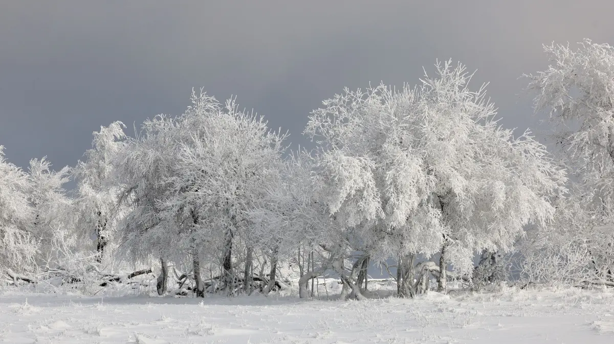 Schnee liegt auf Bäumen und Sträuchern am Kahlen Asten. Die Vorboten des Winters sind in Nordrhein-Westfalen angekommen. +++ dpa-Bildfunk +++