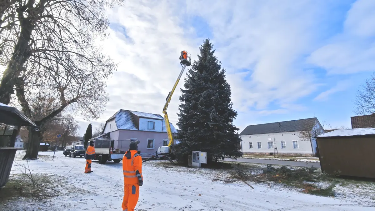 Arbeiter der Gemeinde Rauen bringen am Montag, 24. November 2025, Lichterketten an der Blautanne an. Der Nadelbaum steht im Mittelpunkt des beliebten Weihnachtsmarktes.