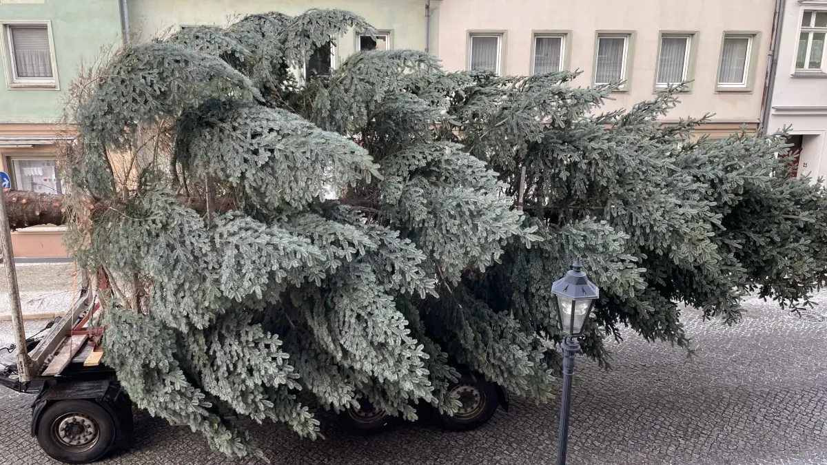 Auf dem Bild wird der Weihnachtsbaum transportiert. Er kommt von einem Grundstück im Gewerbegebiet. Sein Ziel ist der Marktplatz. Eine Frau aus Beeskow hat den Baum der Stadt gespendet.