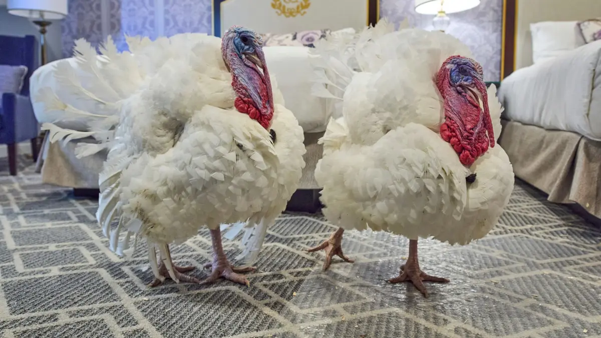 Vom US-Präsidenten begnadigte Truthähne Waddle und Gobble