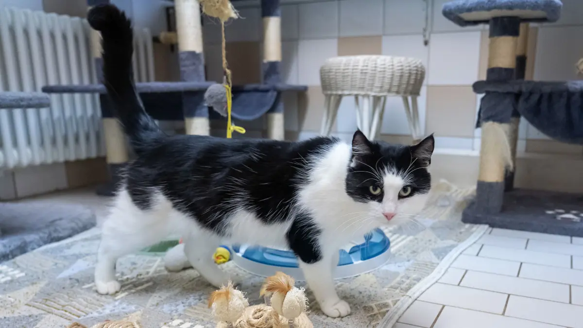 Tierheim Schwedt: Schwedt, 27.11.2025: Santana ist ein circa dreijähriger Kater, der als Fundtier im Schwedter Tierheim landete. Vermutlich wurde das Tier ausgesetzt.