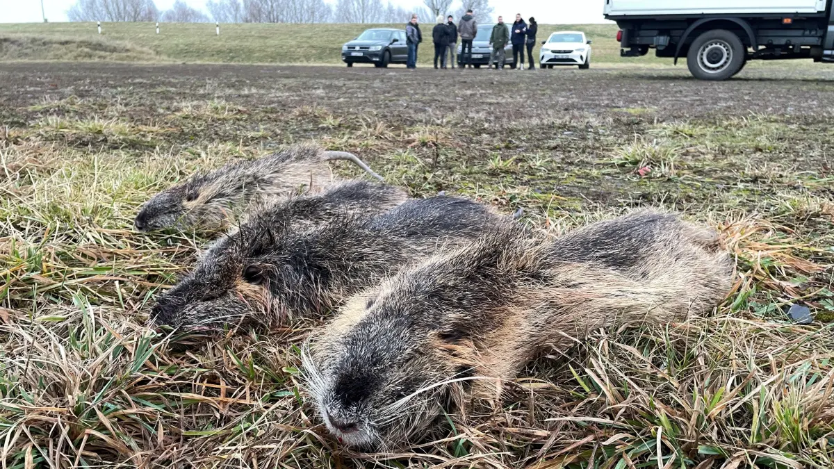Schädlinge am Deich: Zu Bisam und Biber haben sich seit einiger Zweit auch Nutria an den Hochwasserschutzanlagen zwischen Lebus und Hohensaaten eingefunden, Diese vier wurden in dieser Woche am Hafen Kienitz geschossen.
