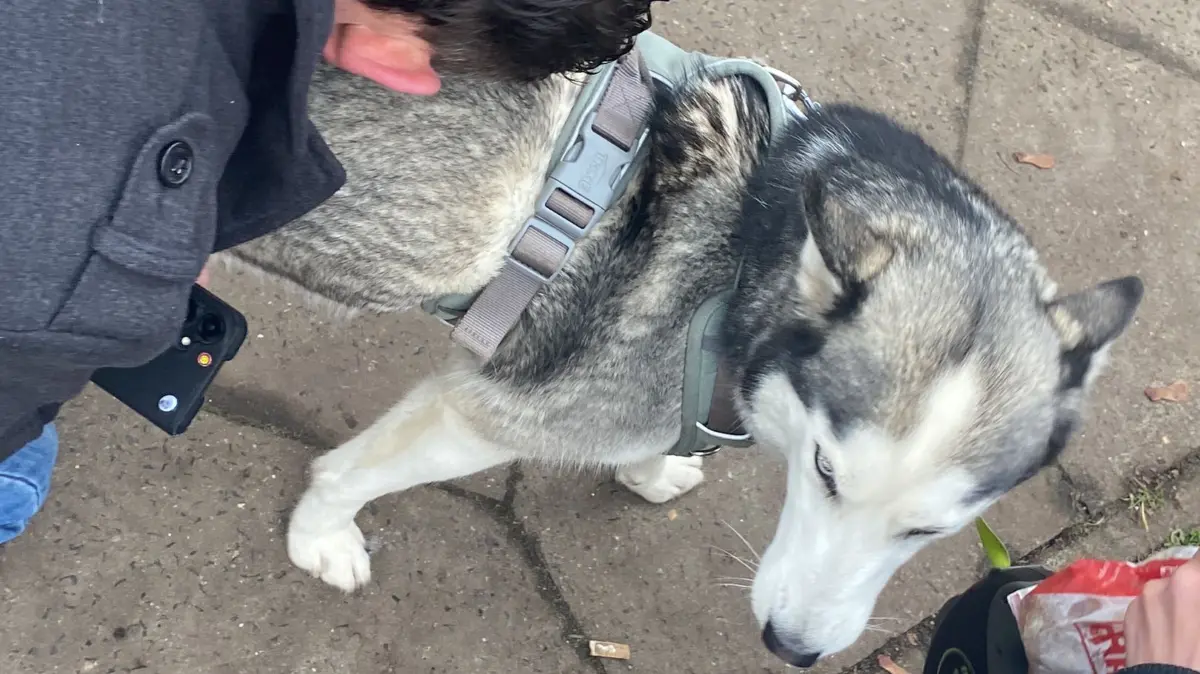 Der Besitzer konnte seinen Husky Emma am 28. November 2025 wieder in die Arme nehmen.