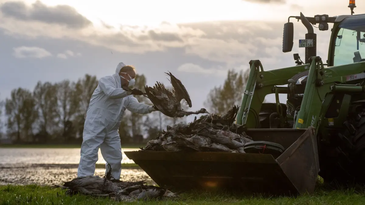 Vogelgrippewelle bei Kranichen flaut nach Massensterben ab