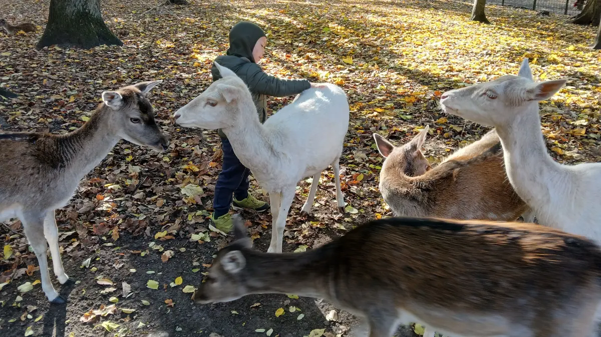 Der Tierpark in Angermünde ist besonders bei Kindern beliebt. Sie können im Freigehege Tieren ganz nah kommen und das zahme Damwild füttern und streicheln. Doch wie lange noch? Denn seit Jahren gibt es Streit um die Zukunft der Einrichtung.