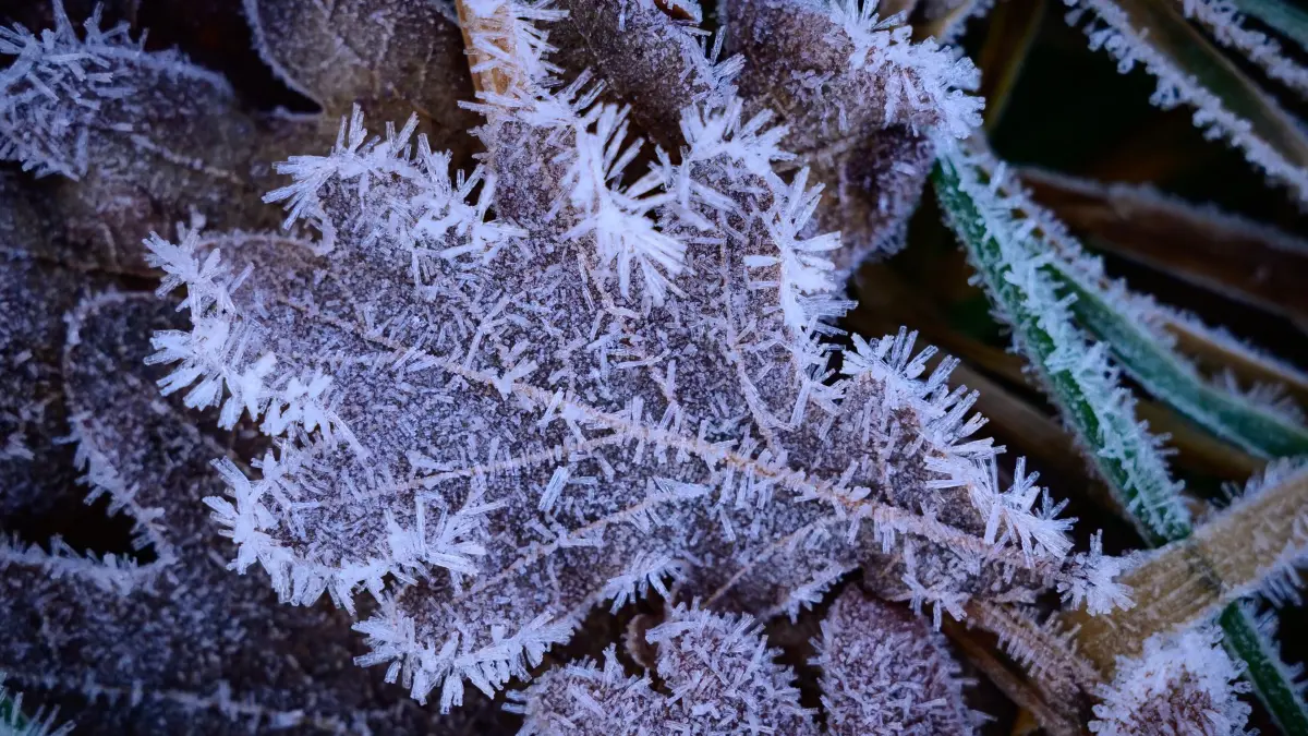Frost in Brandenburg: 02.12.2025, Brandenburg, Sieversdorf: Kleine Eiskristalle haben sich über Nacht auf dem Blatt einer Eiche gebildet. Mit Wolken und leichtem Frost startet der Tag in Berlin und Brandenburg. Bis zum Vormittag kann es bei null bis minus drei Grad vereinzelt glatt werden, wie der Deutsche Wetterdienst mitteilte. Später steigen die Temperaturen auf maximal drei bis sechs, im äußersten Süden bis sieben Grad. Dabei bleibt es trocken und bedeckt. Foto: Patrick Pleul/dpa +++ dpa-Bildfunk +++