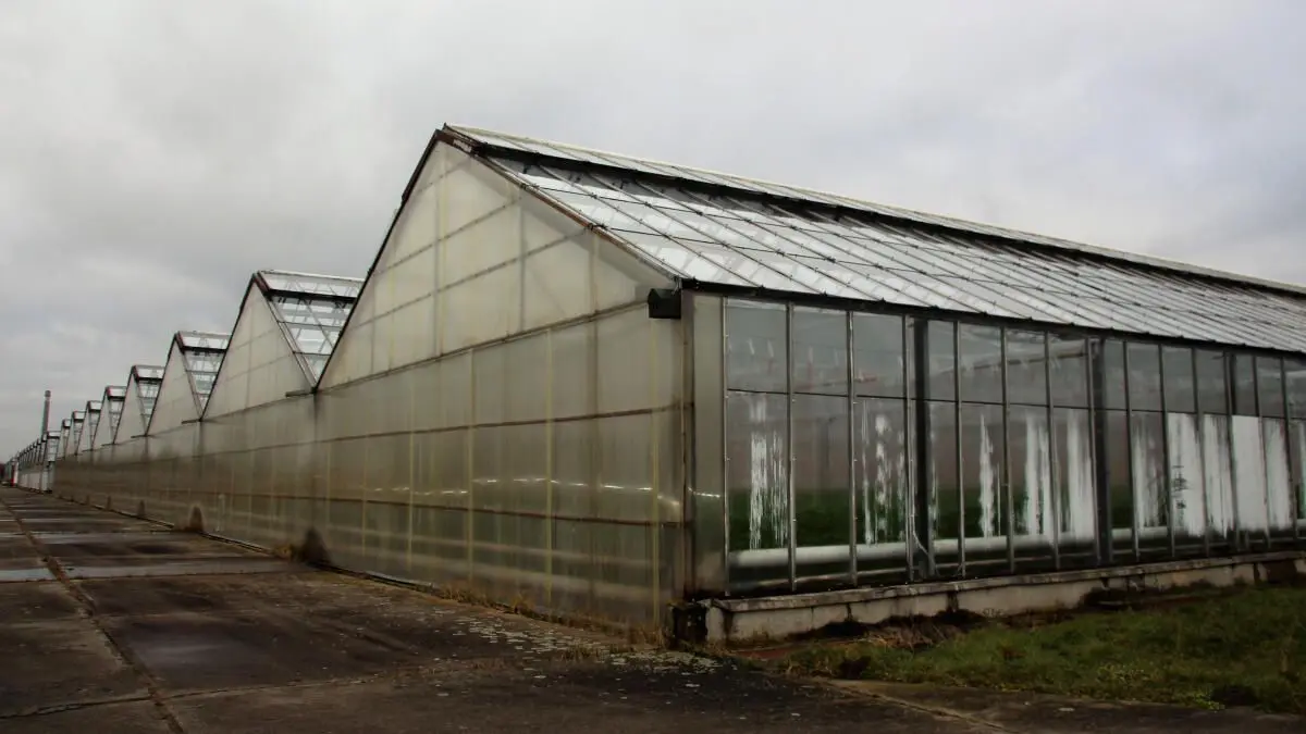 Gartenbau Wollup: Zahlreiche Altgebäude, die aus der Zeit stammen, da dort 240 Mitarbeiter Gemüse für Berlin produzierten, sind schon abgerissen. Der letzte Tomaten-Produzent hat sein Investitionsvorhaben 2024 abgesagt.
