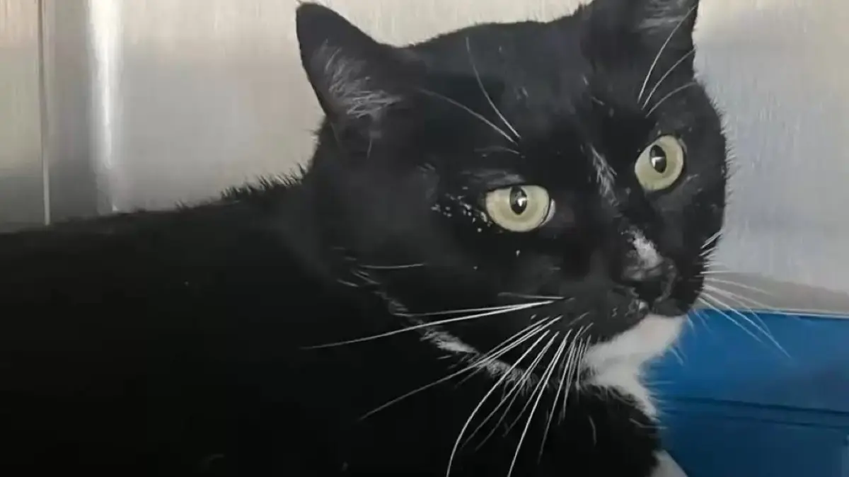 Kater Tobi wurde in Neuruppin angefahren und schwer verletzt liegengelassen.