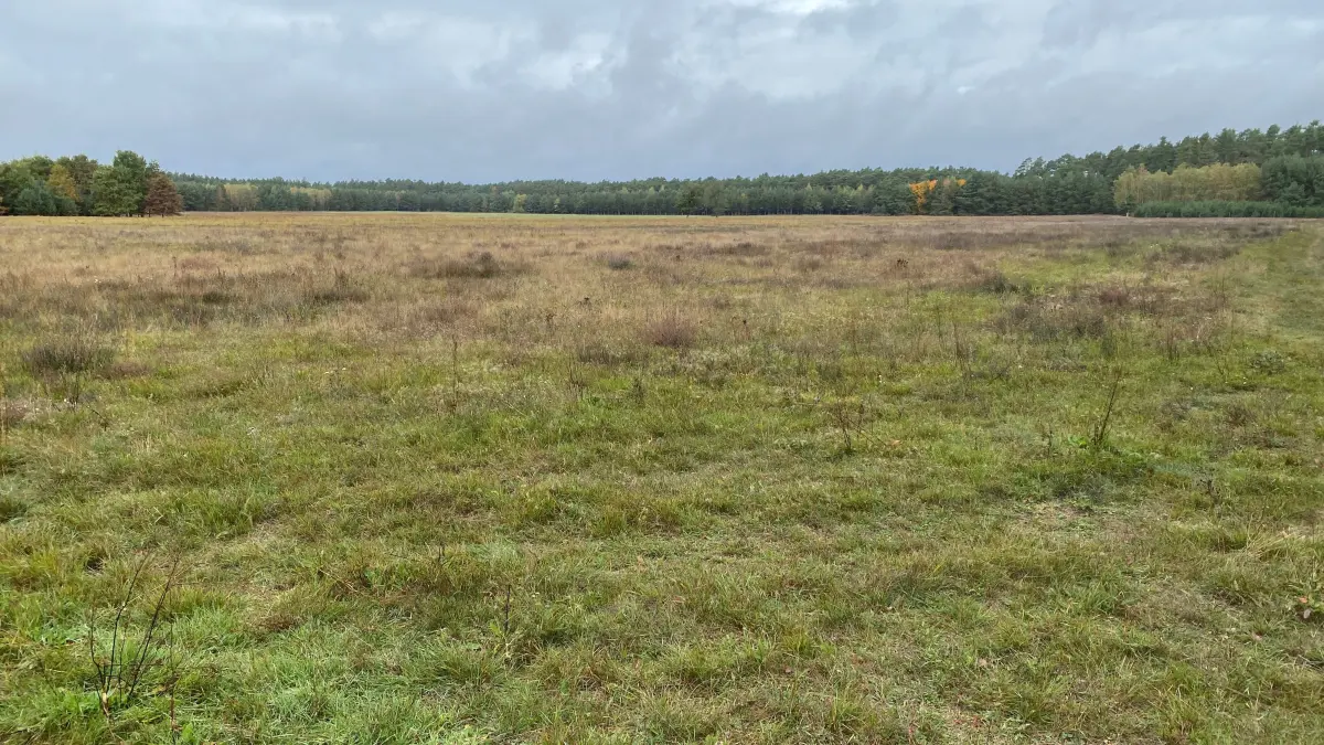 Unfruchtbarer Boden sowie von Dürre und Borkenkäfern beeinträchtigte Kiefern: Diese Kulturen prägen das Areal, auf dem sieben Windkrafträder in den Gemeinden Wiesenau und Groß Lindow errichte werden sollen.
