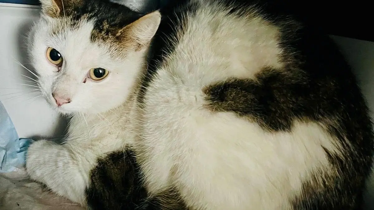 Auf diesen Kater wurde in Dreibrück bei Fehrbellin gezielt geschossen. Ein weiterer Kater wurde in Neuruppin angefahren und schwer verletzt liegen gelassen.