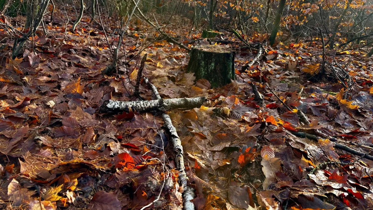 Die Grabstätte der beiden Brüder, die von Mario S. 1983 im Briesewald zwischen Birknwerder und Borgsdorf ermordet wurden, gibt es nicht mehr. Der genaue Tatort ist heute nicht mehr zu finden.