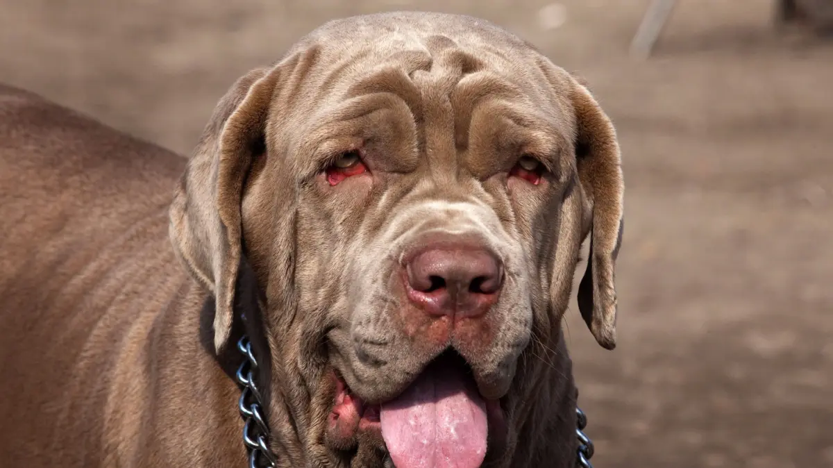 epa03036469 A Mastiff dog looks on while taking part in the 2nd Nepal Dog Show in Kathmandu, Nepal, 17 December 2011. More than fifty dogs of twenty breeds are presented during the show. EPA/NARENDRA SHRESTHA NPL04 ++ +++ dpa-Bildfunk +++