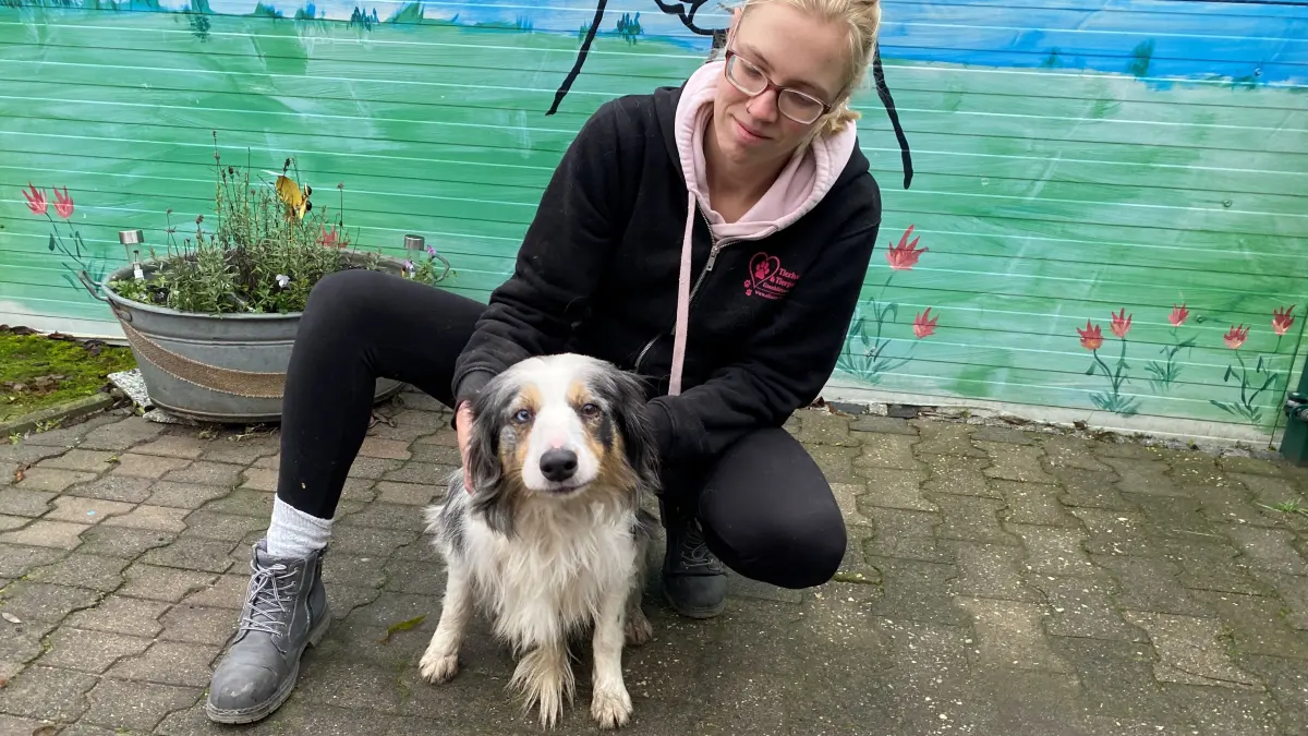 Wartet auf ein neues Zuhause: die sechsjährige Rassehündin Lischen. Tierheimmitarbeiterin Jennifer Neudeck kümmert sich gerade um die langjährige Zuchthündin.
