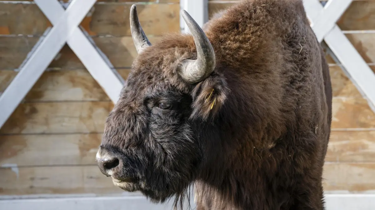 Ein Wisent ist am Montag (8.12.) in Fürstenwalde aus dem Heimattiergarten ausgebrochen. Die Polizei muss Straßen sperren. (Symbolbild)