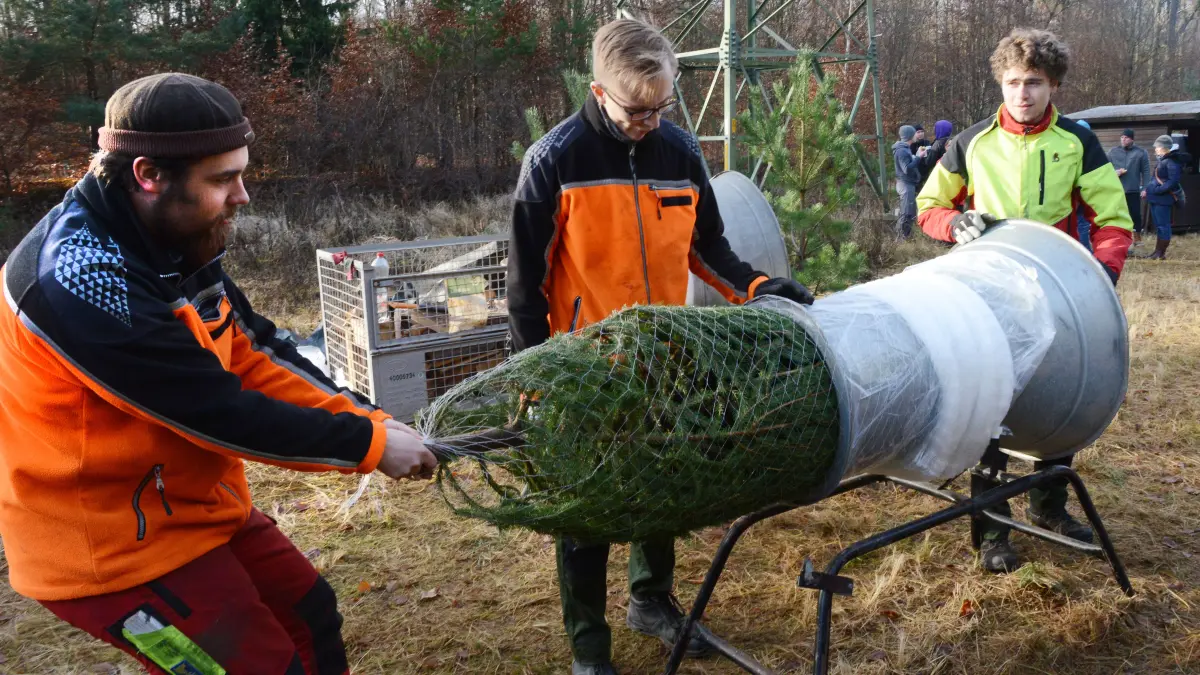 Weihnachtsbaumschlagen in Bernau, Dezember 2023