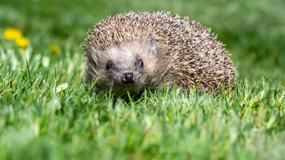 Igel: ILLUSTRATION - 24.04.2020, Bayern, Bad Griesbach: Igel sind besonders von Mährobotern gefährdet. (zu dpa: «Frühlingsboten im Dezember: Warum Igel und Hamster erwachen») Foto: Armin Weigel/dpa +++ dpa-Bildfunk +++