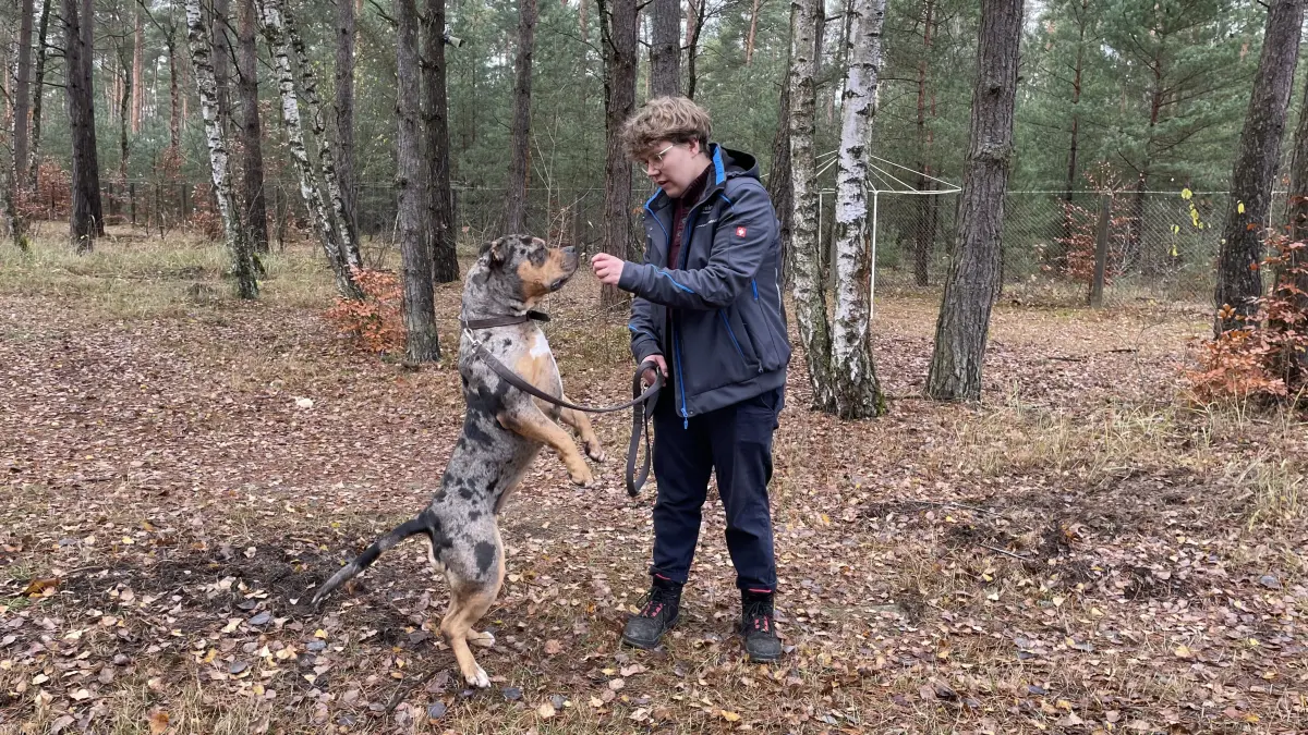 Grundkommandos wie Sitz, Platz und Warte funktionieren bei American Bully Merle ohne Ablenkung ganz gut. Und der Rest ist ausbaufähig, erklärt Tierpflegerin Michelle Kaser.